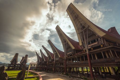 Dân tộc Toraja-tripa