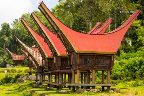 Dân tộc Toraja-tripa