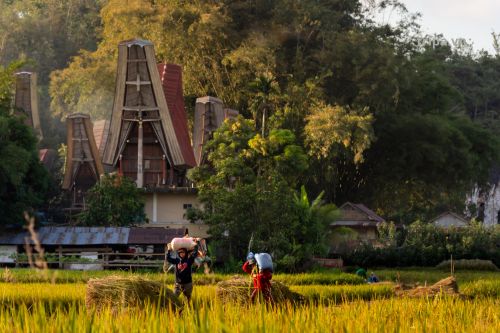 Dân tộc Toraja-tripa