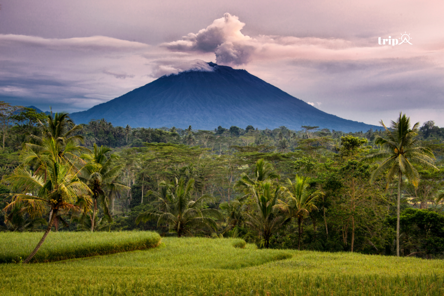 Agung bali - Tripa