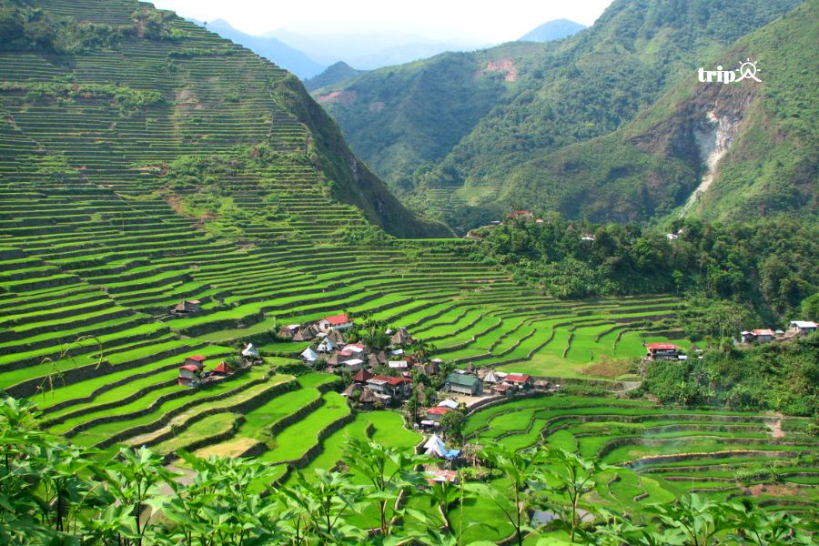 Banaue- tripa