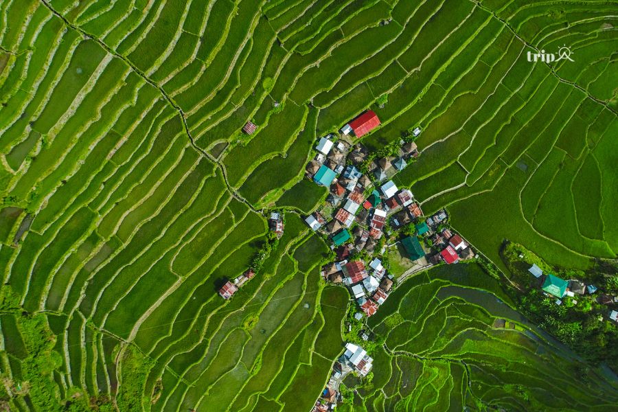 Banaue-tripavn