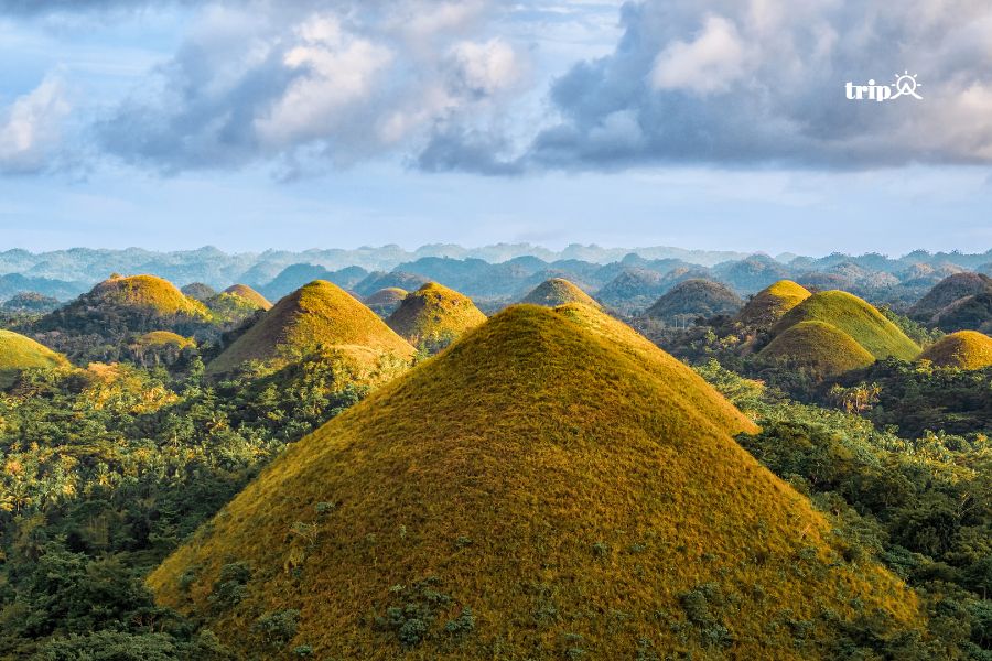 Bohol- tripa