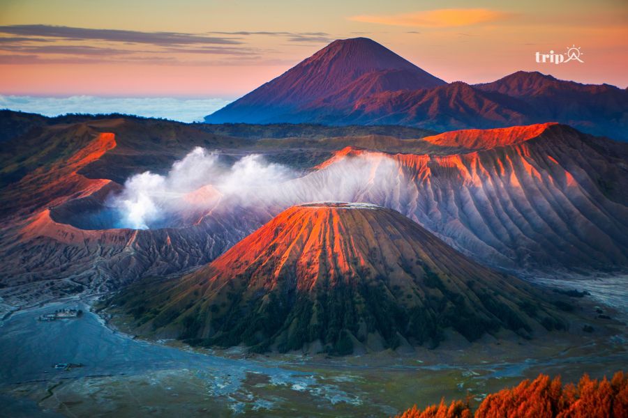 Bromo-tripavn