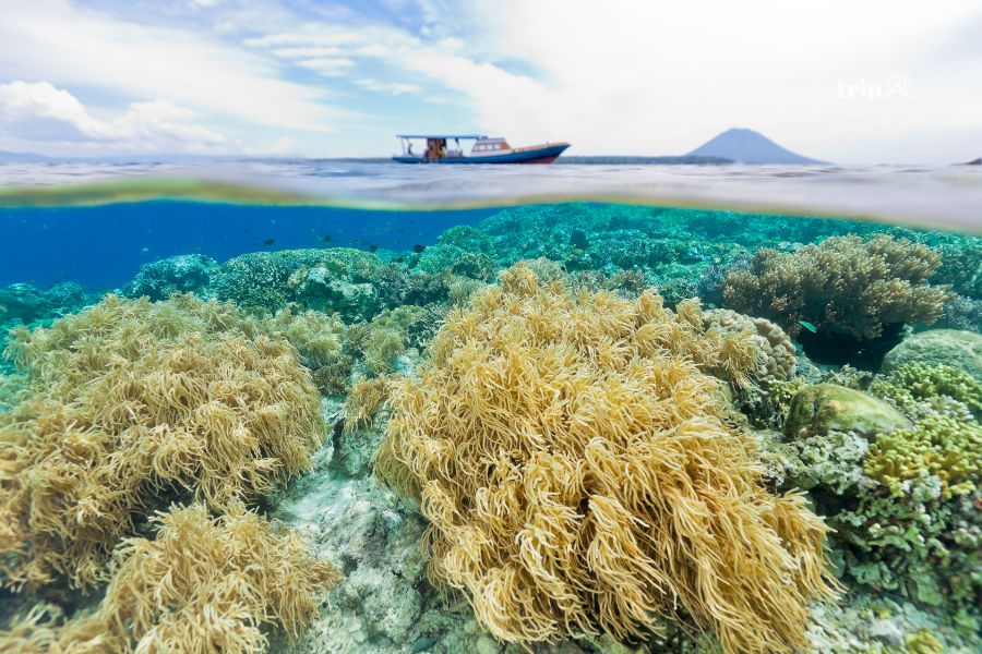 Bunaken-tripavn