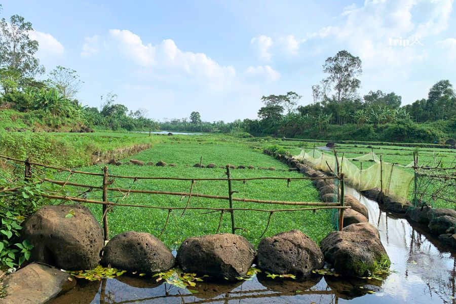 gienggai-tripa