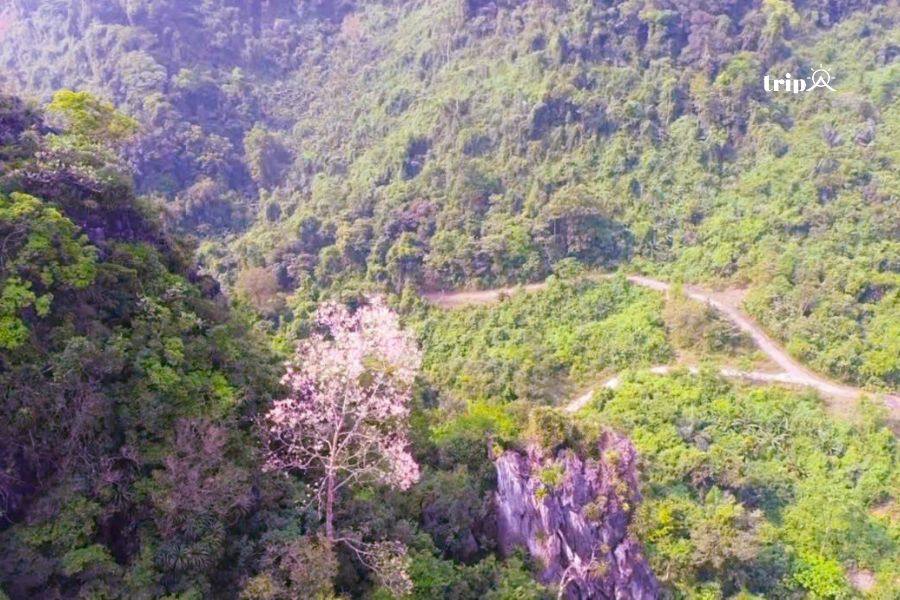 Hoa ngô đồng nở KBTTN Dakrong- Ảnh Trương Quang Trung