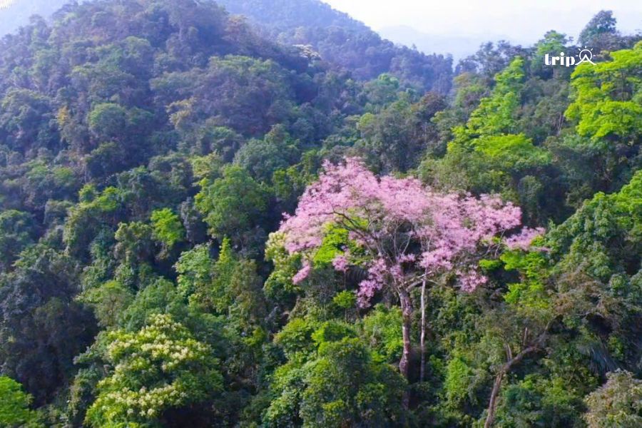 Hoa ngô đồng nở KBTTN Dakrong- Ảnh Trương Quang Trung