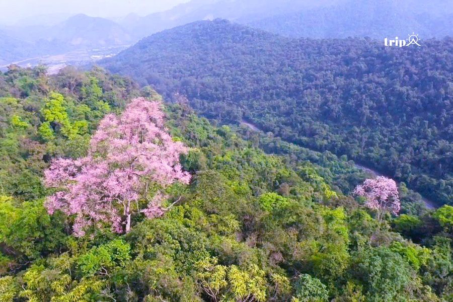 Hoa ngô đồng nở KBTTN Dakrong- Ảnh Trương Quang Trung