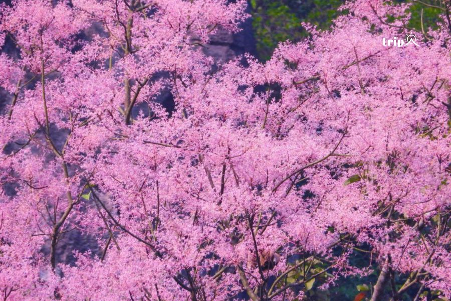 Hoa ngô đồng nở KBTTN Dakrong- Ảnh Trương Quang Trung