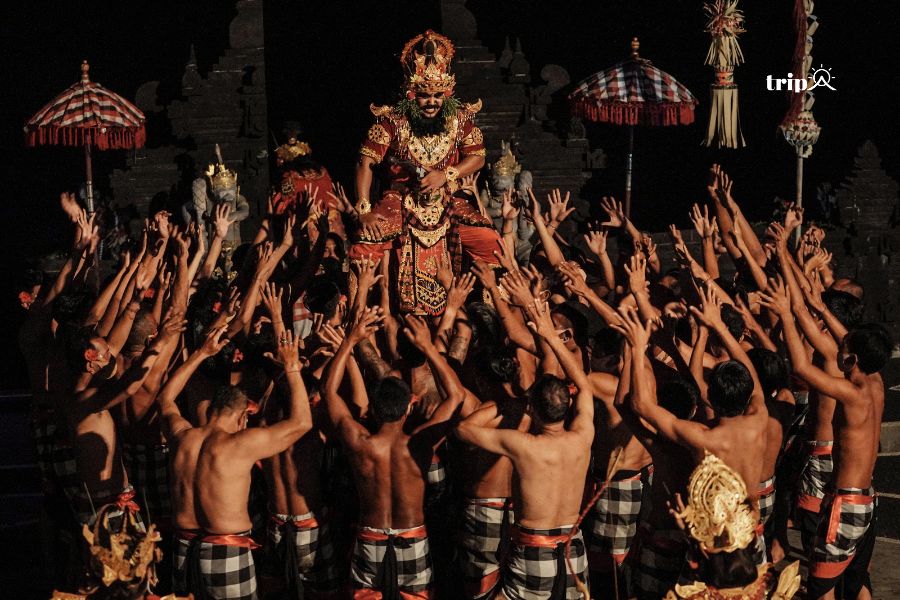 Cecak Bali Tripa