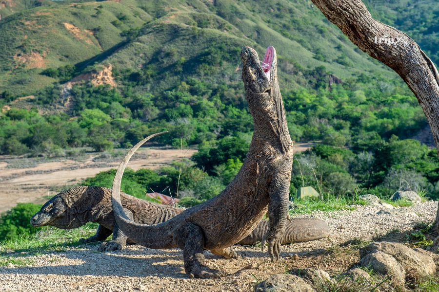 Komodo-tripavn