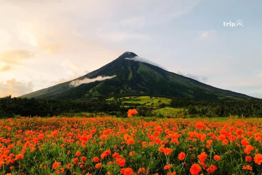 Nui lua Mayon-tripavn