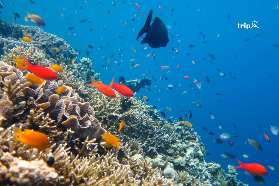 Menjangan Island- tripa