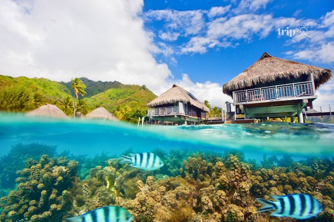 Đảo Moorea