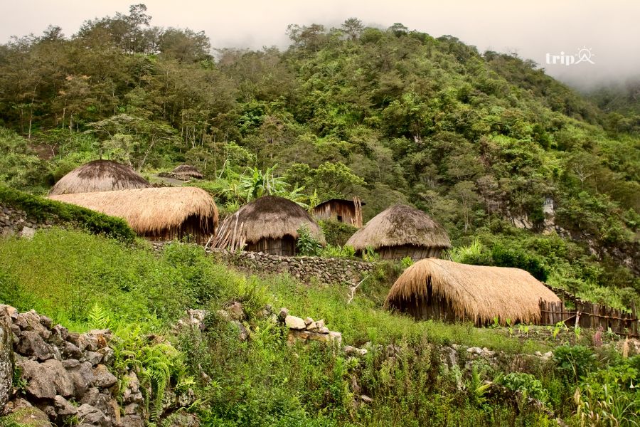 Papua, indonesia- tripavn