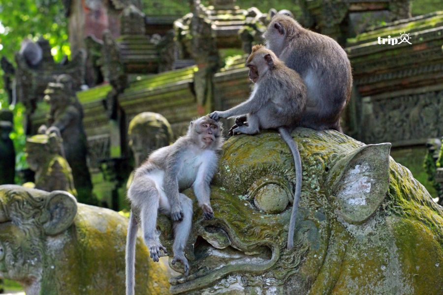 Rừng khỉ Ubud- Tripa