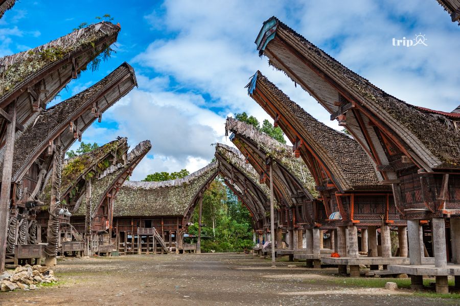 Toraja-tripavn