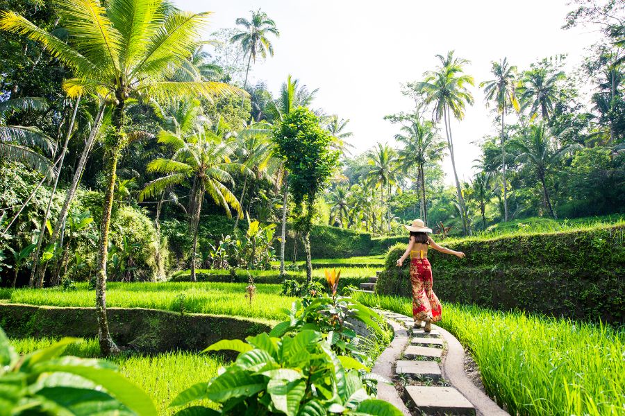 Ruộng bậc thang Bali - Tripa