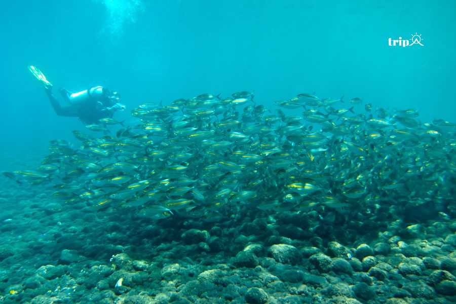 Tulamben_tripa
