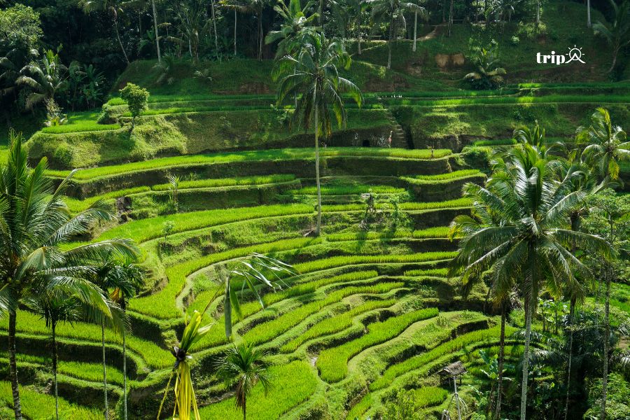 Bali qua ống kính - Tripa