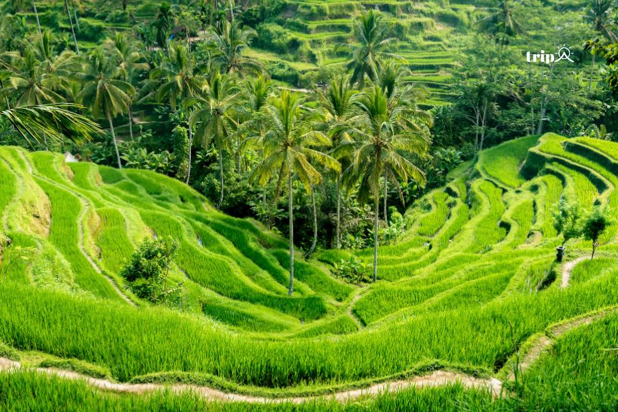 Bali - Tripa