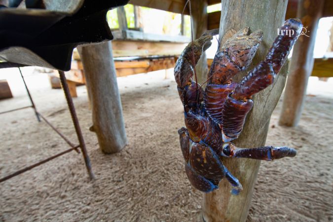 Cua dừa ở Tonga