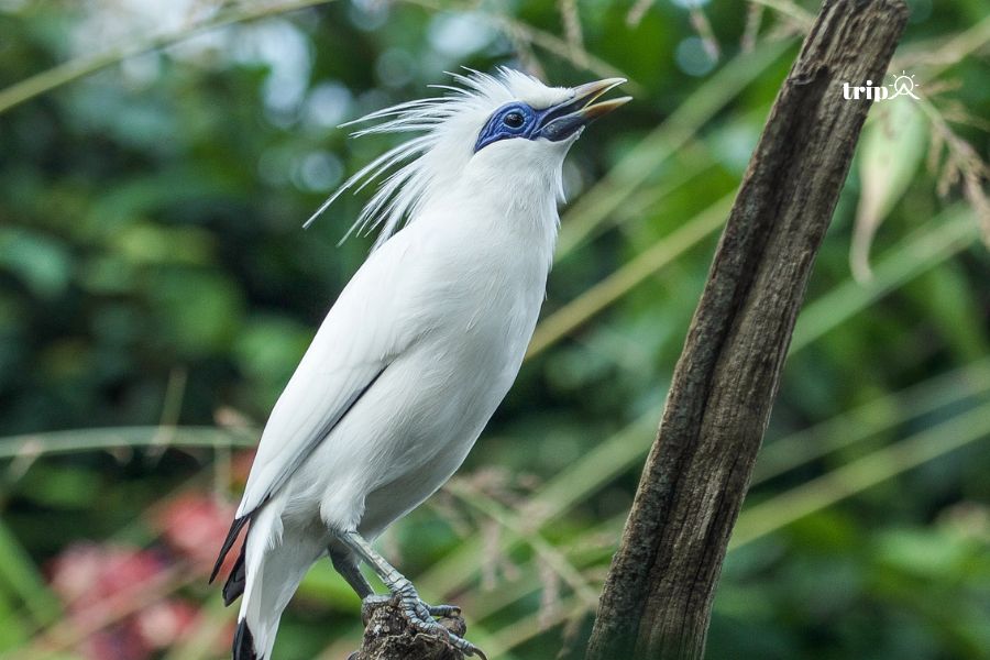 Bali Starling - Tripa