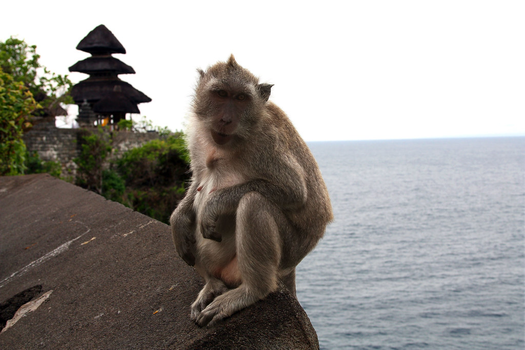 Người dân Bali thờ khỉ - Tripa