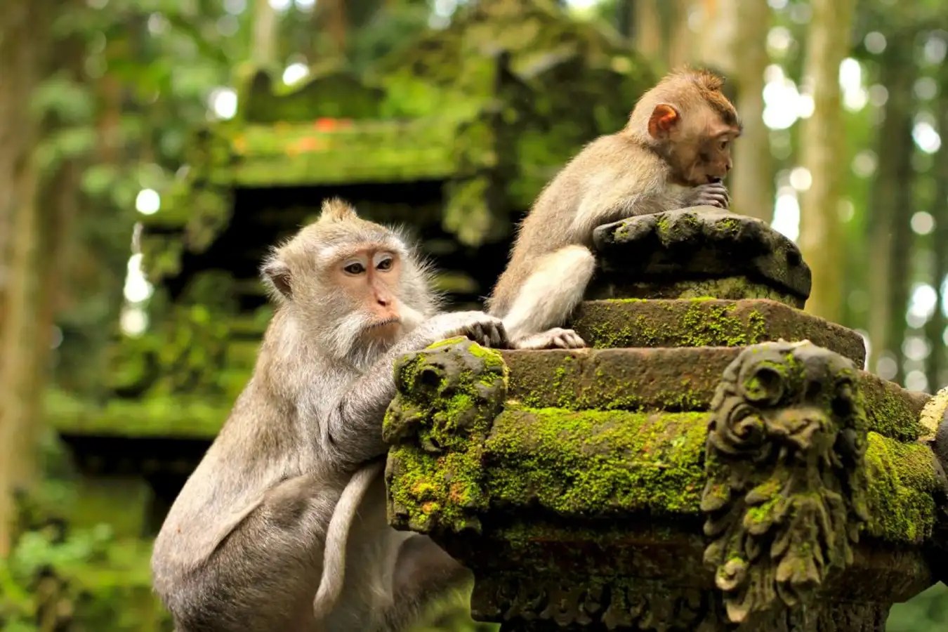 Người dân Bali thờ khỉ - Tripa