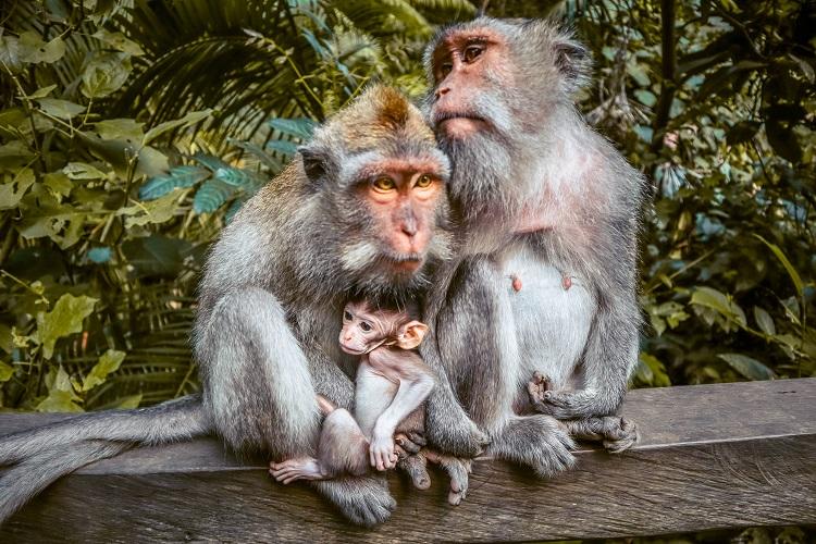 Người dân Bali thờ khỉ - Tripa