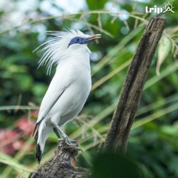 CHIM SÁO BALI - VIÊN NGỌC QUÝ CỦA ĐẢO THIÊN ĐƯỜNG