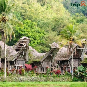 DÂN TỘC TORAJA - BÍ ẨN VĂN HÓA TRÊN CAO NGUYÊN SULAWESI