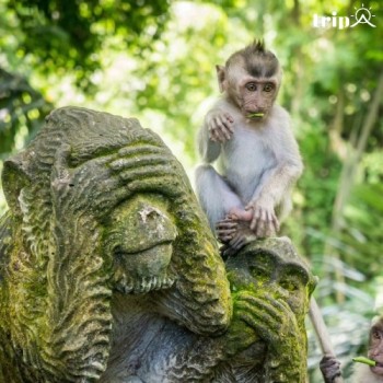 KHÁM PHÁ RỪNG KHỈ UBUD (MONKEY FOREST UBUD)