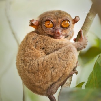 KHỈ TARSIER - LOÀI KHỈ NHỎ NHẤT THẾ GIỚI CỦA PHILIPPINES