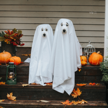 LỄ HỘI HALLOWEEN: HÓA TRANG ĐẦY SẮC MÀU