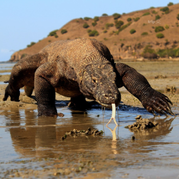 RỒNG KOMODO VÀ VƯỜN QUỐC GIA KOMODO: KỲ QUAN TỰ NHIÊN CỦA INDONESIA