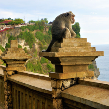 TẠI SAO NGƯỜI BALI LẠI THỜ KHỈ?