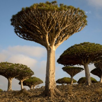THIÊN NHIÊN KỲ DIỆU Ở ĐẢO SOCOTRA. YEMEN: “ VÙNG ĐẤT NGOÀI HÀNH TINH”