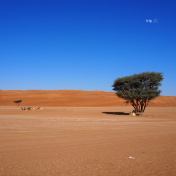WAHIBA SANDS: ĐẠI DƯƠNG CỒN CÁT Ở OMAN